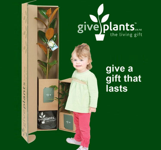 Plants for apartments