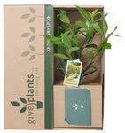 Bay Tree