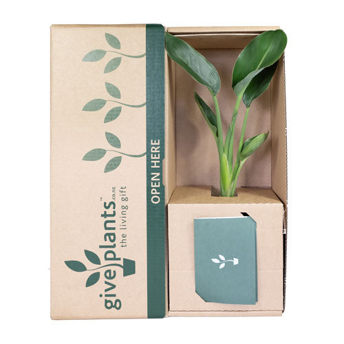 Birds of Paradise 'Strelitzia Reginae variety Parvifolia'