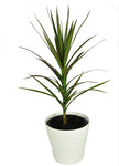 Dracaena - Marginata