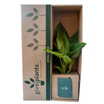 Philodendron - Imperial Green