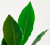 Bay Tree
