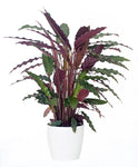 Calathea