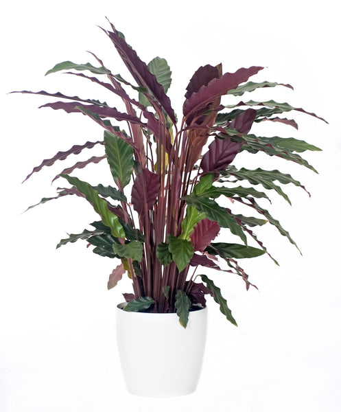 Calathea