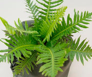 Fern Belchnum Silver Lady