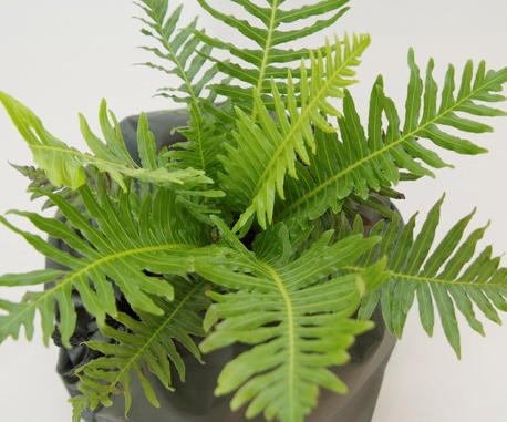 Fern Belchnum Silver Lady