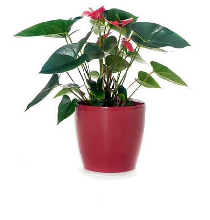 Gift deals plants delivered