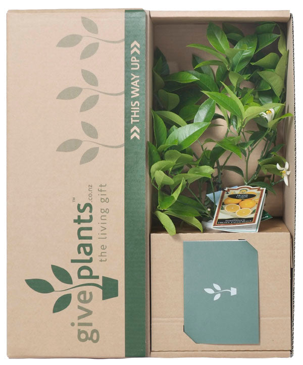 Why a Lemon Tree Makes Such a Great Gift