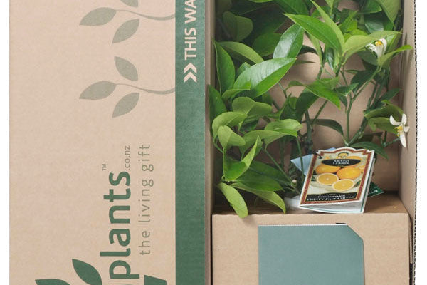 Why a Lemon Tree Makes Such a Great Gift