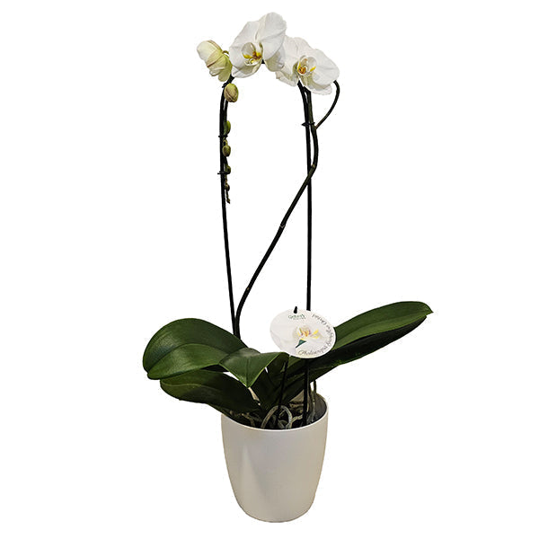 Why Orchids Outshine Roses This Valentine’s Day
