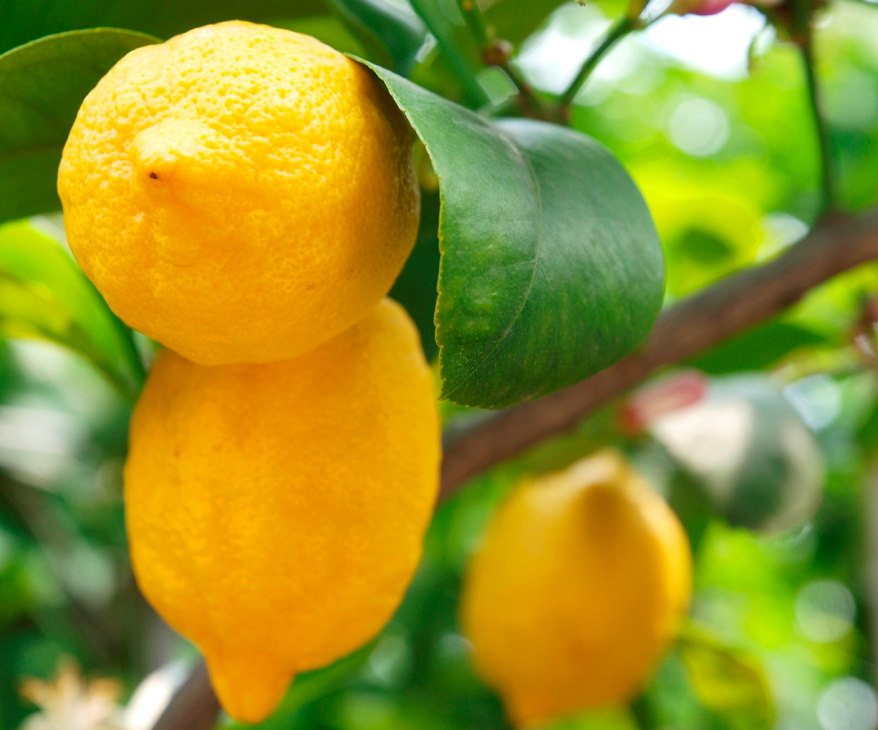 Choosing The Perfect Housewarming Plant - Indoor or Outdoor