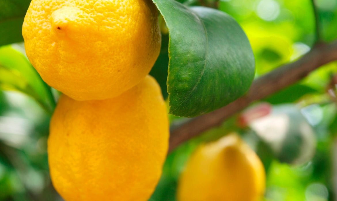 Choosing the Perfect Housewarming Plant, indoor or outdoor