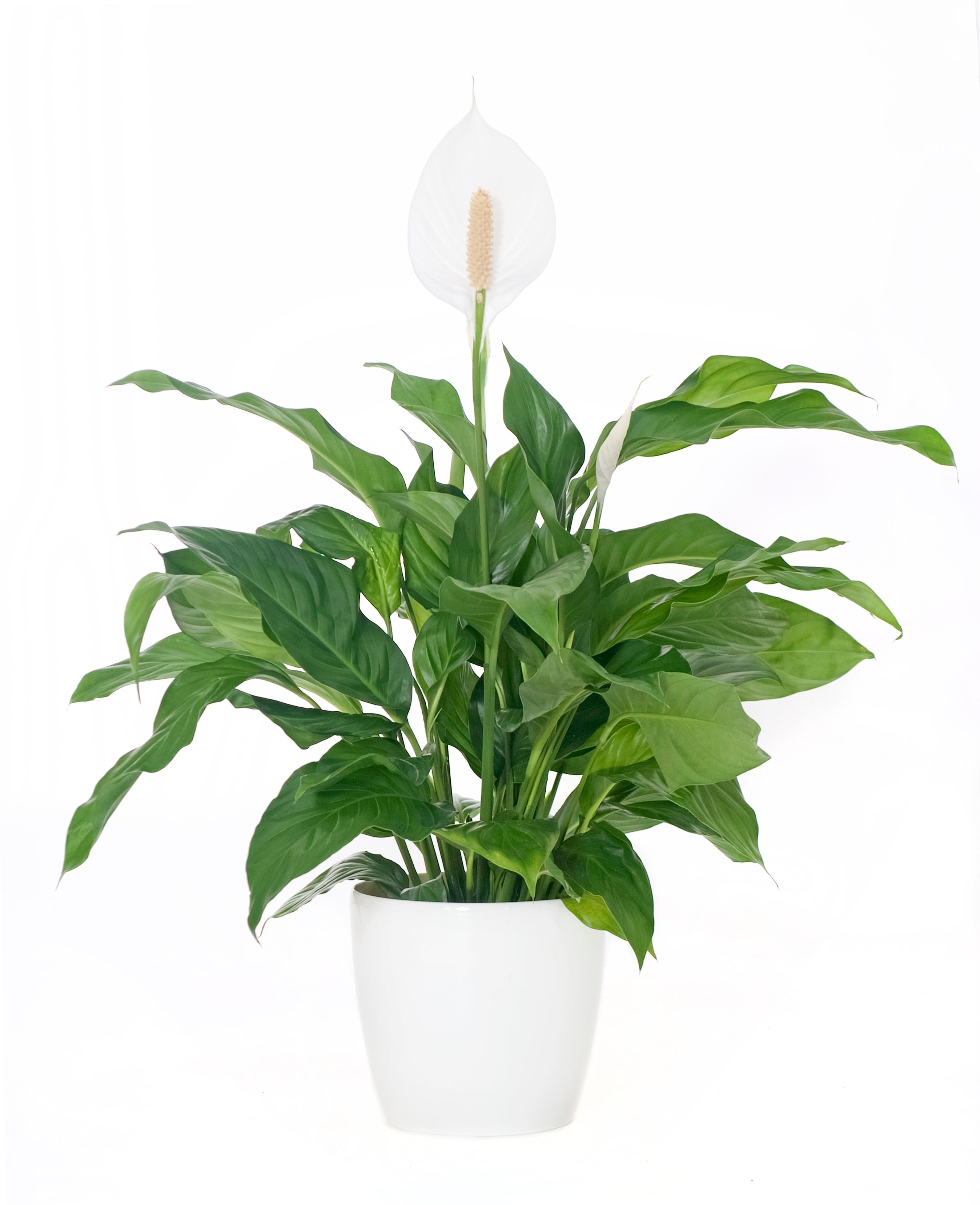 Sympathy Gifts for Someone Who Lives in an Apartment