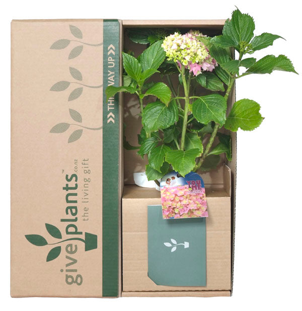 The modern day florist