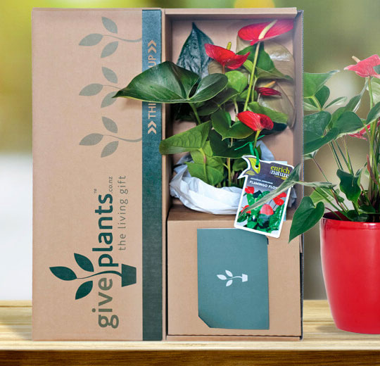 Get Well Plants