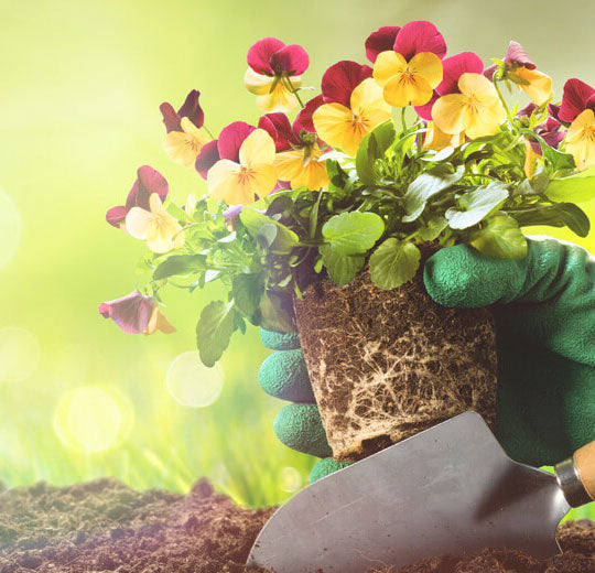 Indoor plants - help the healing process