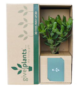 Money Tree Plant Gift