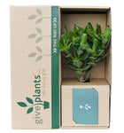 Money Tree Plant Gift