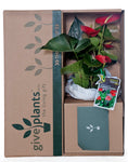 Anthurium Red Pot