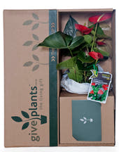 Anthurium Red Pot