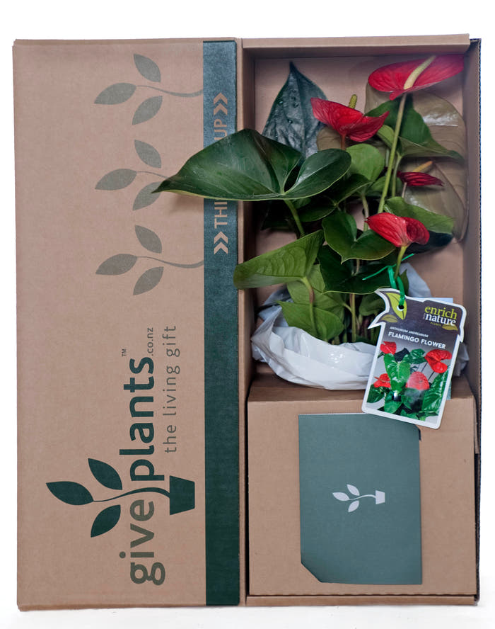 Anthurium Red Pot
