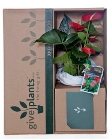 Anthurium White Pot