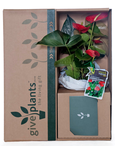 Anthurium White Pot