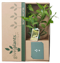 Bay Tree