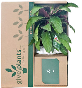 Calathea