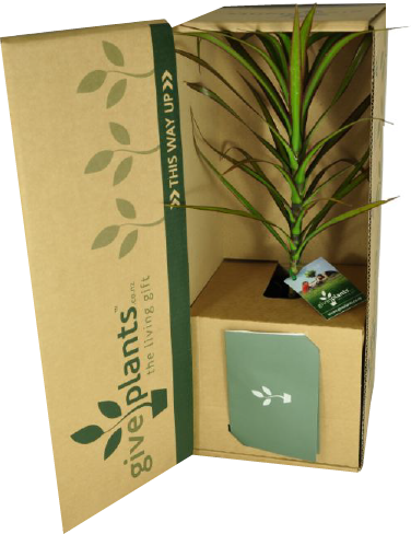 Dracaena - Marginata