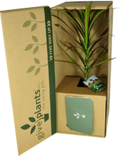 Dracaena - Marginata