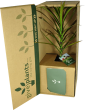 Dracaena - Marginata