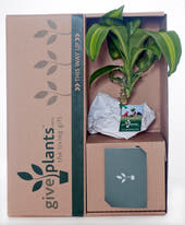 Dracaena - Warneckii