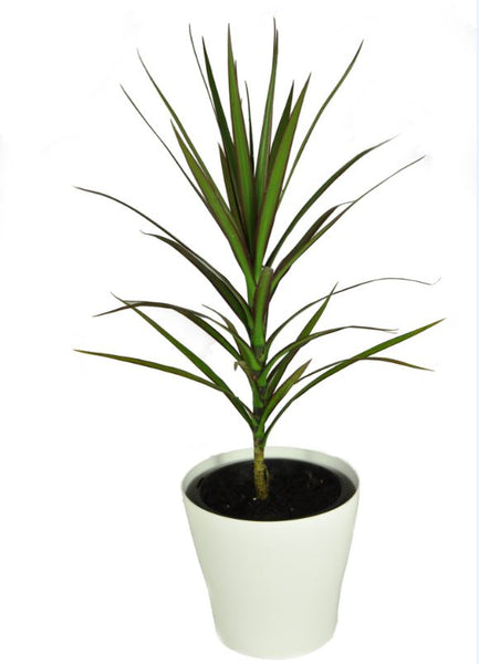 Dracaena - Marginata