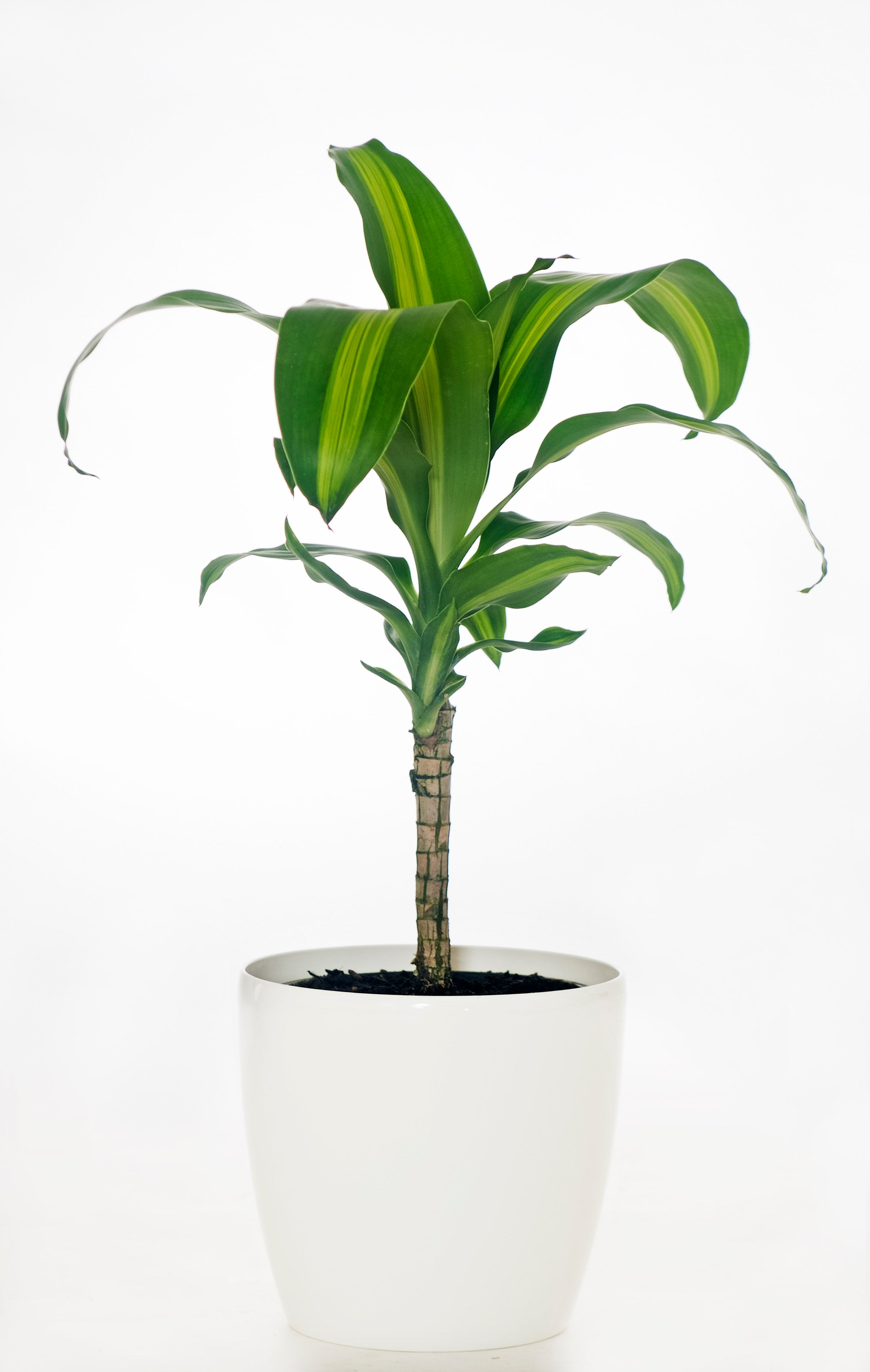 dracaena plant nz Dracaena