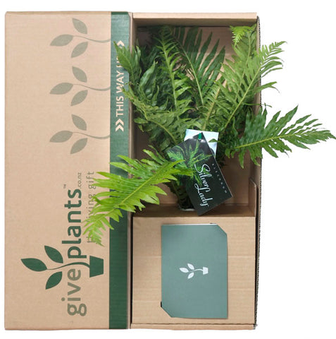 Fern Belchnum Silver Lady