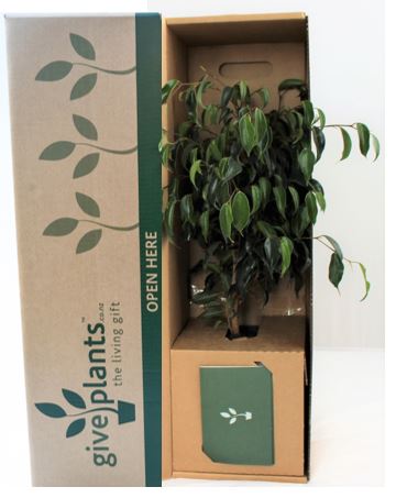 Ficus Benjamina
