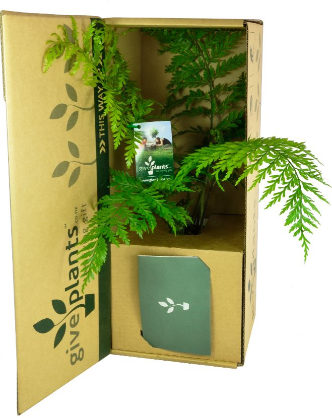 Hen & Chicken Fern