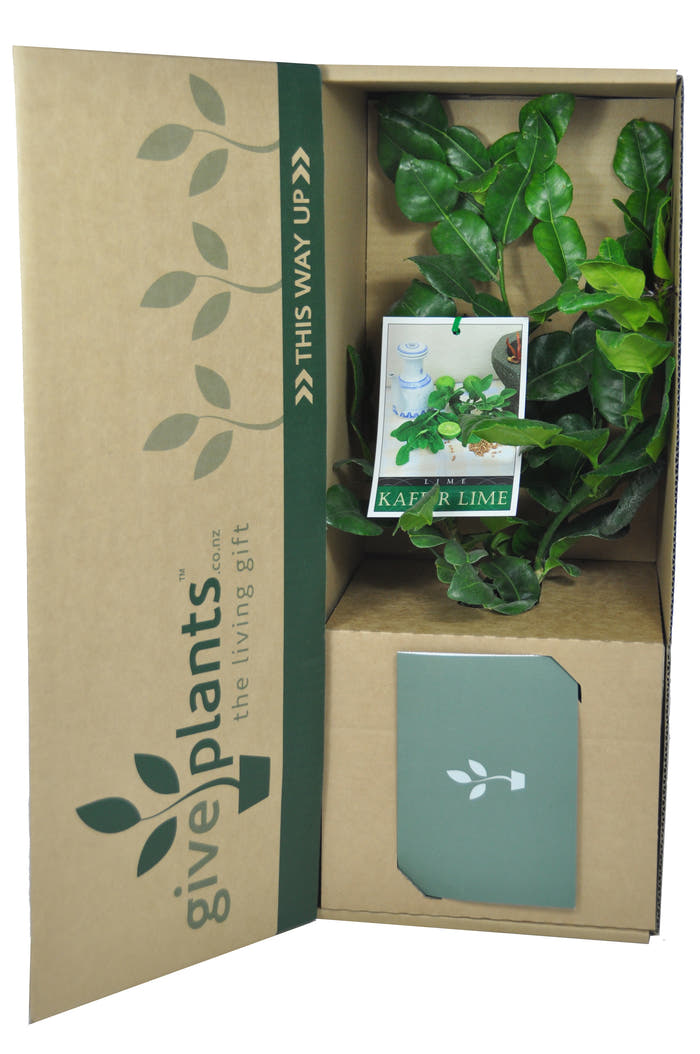 Kaffir Lime Tree