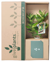 Lime Tree