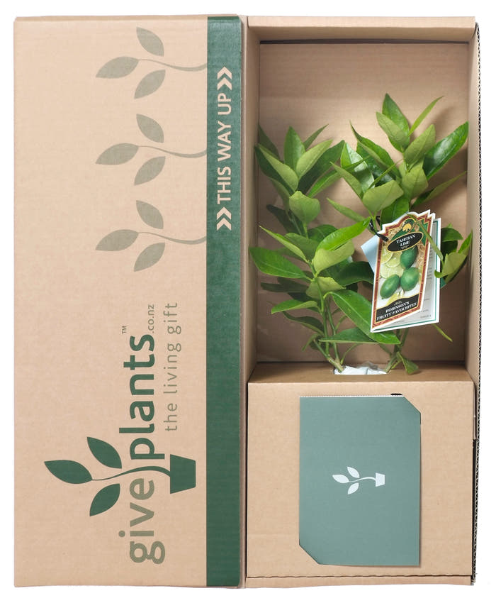 Lime Tree