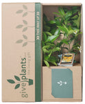 Meyer Lemon Tree