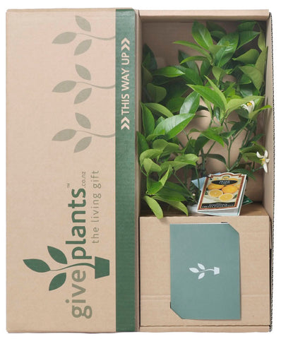 Meyer Lemon Tree