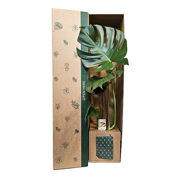 Monstera Delicoisa gift box delivered NZ wide 