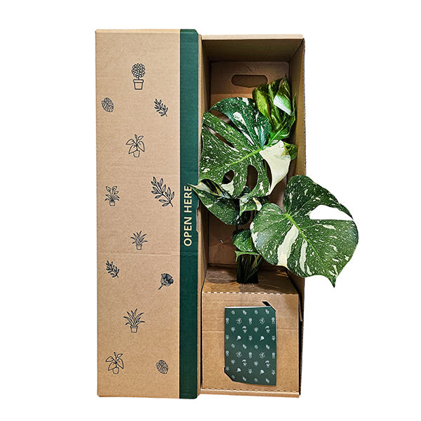 Monstera Thai Constellation plant gift box delivered NZ wide