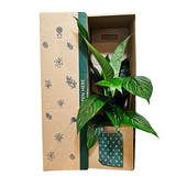 Peace Lily Foliage gift box ideal for any occasion, delivered NZ Wide