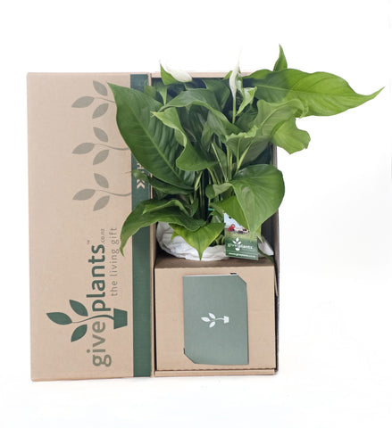 Peace Lily White Flowers