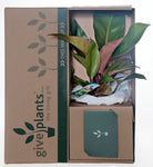 Philodendron - Congo