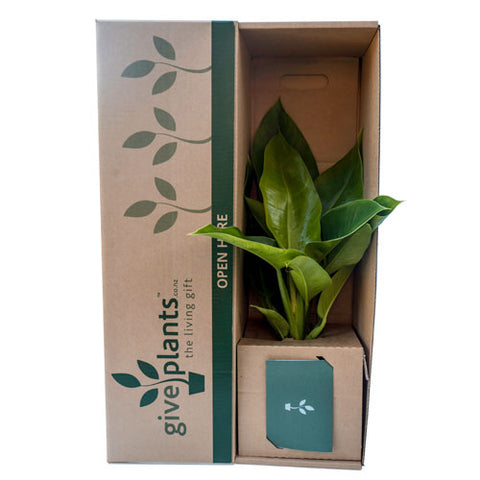 Philodendron - Imperial Green