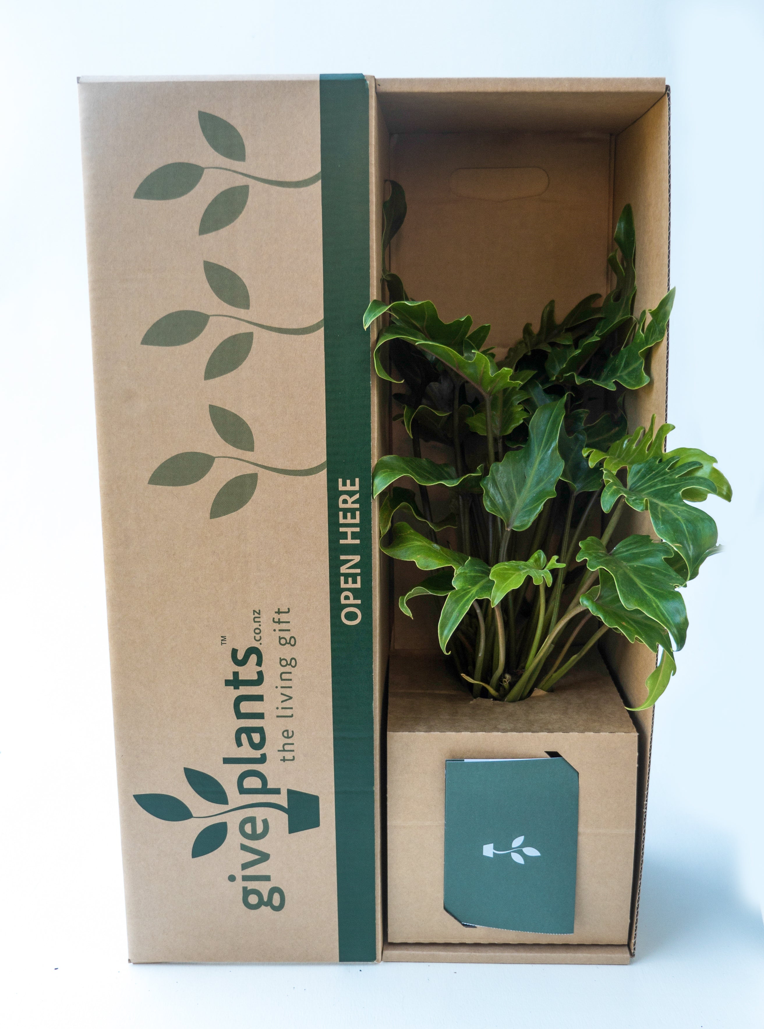 Philodendron Xanadu House Plant Gift